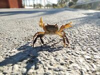 Анталия, Сырасу: речка, крабы и берег между пляжами