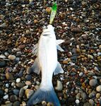 Белек: пляжный отель, топвотеры и металл на меляке