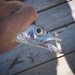 Белек: пляжный отель, топвотеры и металл на меляке