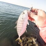 Белек: большие топвотеры и сход трофея у самого берега