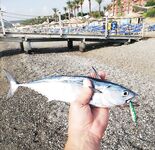 Кемер: паламут на булер и утро, которое надо тянуть до одиннадцати