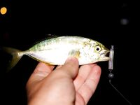 Анталия: ночной пирс, Breaden 13VIB30 и веса 1,5–2 г