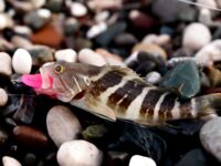 Анталия: ночной пирс, Breaden 13VIB30 и веса 1,5–2 г