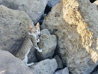 Рас-эль-Хайма: лицензия, пилькеры и берег у выхода из канала