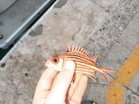 Рыбалка в Анталии в старом порту и на Коньяалты по быстрой пелагике