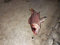 Рыбалка в Анталии в старом порту и на Коньяалты по быстрой пелагике