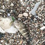 Рыбалка в Анталии в старом порту и на Коньяалты по быстрой пелагике