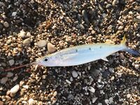 Рыбалка в Анталии в старом порту и на Коньяалты по быстрой пелагике