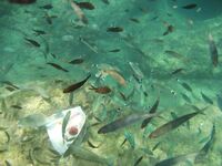 Рыбалка в Алании у отеля: сарган, кальмар, сокар и групер