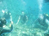 Рыбалка в Алании у отеля: сарган, кальмар, сокар и групер