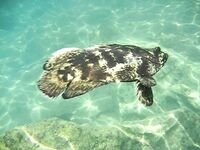 Рыбалка в Алании у отеля: сарган, кальмар, сокар и групер