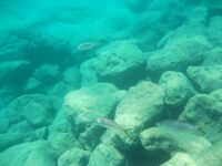 Рыбалка в Алании у отеля: сарган, кальмар, сокар и групер