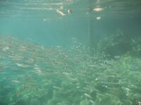 Рыбалка в Алании у отеля: сарган, кальмар, сокар и групер