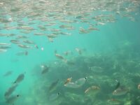 Рыбалка в Алании у отеля: сарган, кальмар, сокар и групер