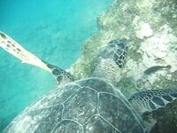 Рыбалка в Алании у отеля: сарган, кальмар, сокар и групер