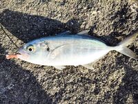 Tict Caro S 6,7 г вывел рыбу-флейту из камней Инжекума