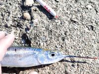 Tict Caro S 6,7 г вывел рыбу-флейту из камней Инжекума