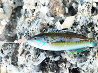 Tict Caro S 6,7 г вывел рыбу-флейту из камней Инжекума