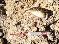 Tict Caro S 6,7 г вывел рыбу-флейту из камней Инжекума