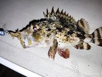 Tict Caro S 6,7 г вывел рыбу-флейту из камней Инжекума