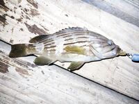 Tict Caro S 6,7 г вывел рыбу-флейту из камней Инжекума