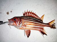 Tict Caro S 6,7 г вывел рыбу-флейту из камней Инжекума