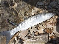 Канаты у пирсов Кумкёя оставили утренний микроджиг до семи