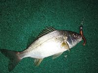 Канаты у пирсов Кумкёя оставили утренний микроджиг до семи