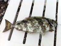 Маска и кукуруза вывели рыбу с подводных островков Кемера