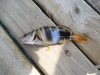 Маска и кукуруза вывели рыбу с подводных островков Кемера