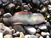 Маска и кукуруза вывели рыбу с подводных островков Кемера