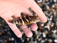 Сломанная вершинка в Кирише увела ловлю к стикбейту и попперу