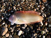 Сломанная вершинка в Кирише увела ловлю к стикбейту и попперу