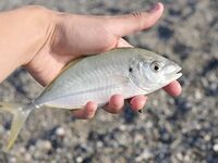 Сломанная вершинка в Кирише увела ловлю к стикбейту и попперу