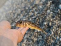 Сломанная вершинка в Кирише увела ловлю к стикбейту и попперу