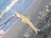 Сломанная вершинка в Кирише увела ловлю к стикбейту и попперу