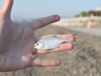 Сломанная вершинка в Кирише увела ловлю к стикбейту и попперу