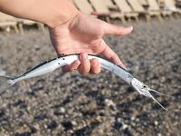 Сломанная вершинка в Кирише увела ловлю к стикбейту и попперу