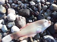 Российские черви в Кирише спасли бомбарду после трех нулей