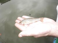 Без спиннинга червяк дал пять карасиков и форелище