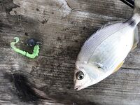 Зеленая реплика Bugsy 50 мм разрывалась у набережной Измира