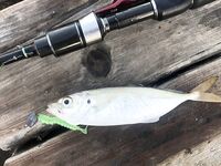 Зеленая реплика Bugsy 50 мм разрывалась у набережной Измира