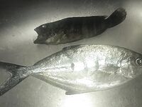 Кипрский календарь ведет тунца кальмара и сибаса к разным месяцам