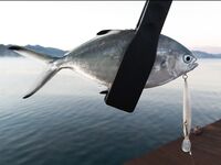 Лихия у пирса Фортезы не отобрала белый Spearhead 7 см