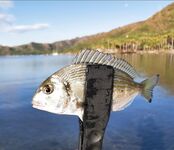 Лихия у пирса Фортезы не отобрала белый Spearhead 7 см