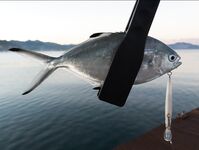 Лихия у пирса Фортезы не отобрала белый Spearhead 7 см