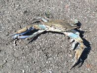 Лихия у пирса Фортезы не отобрала белый Spearhead 7 см