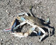 Лихия у пирса Фортезы не отобрала белый Spearhead 7 см