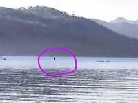 Лихия у пирса Фортезы не отобрала белый Spearhead 7 см