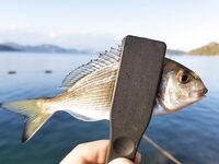 Вата под хлебной коркой обловила поролон на бомбарде